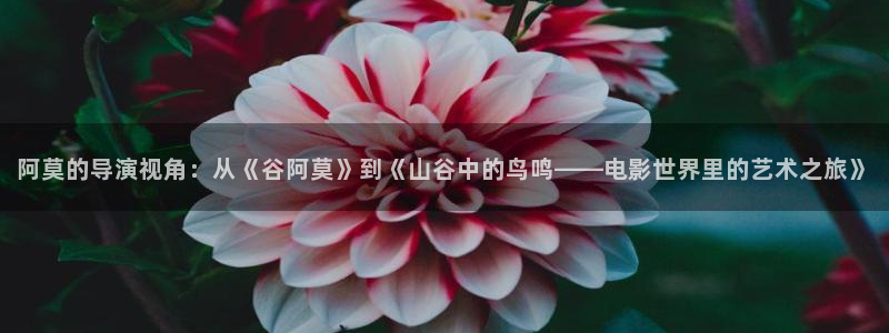 奇优影院会员优惠：阿莫的导演视角：从《谷阿莫》到《山谷中的鸟鸣——电影世界里的艺术之旅》